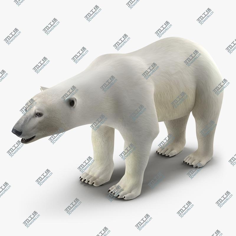 images/goods_img/202105071/Polar Bear/1.jpg